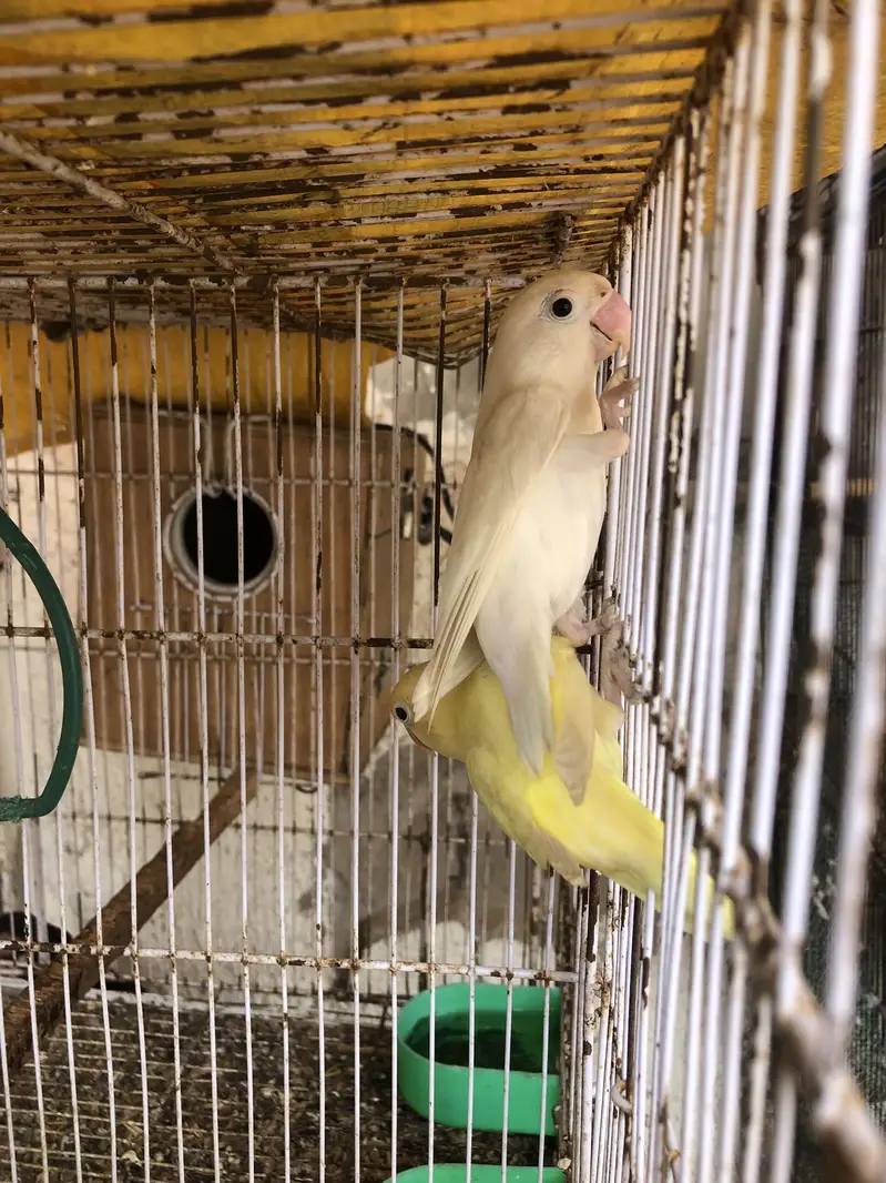 Albino black eyes to decino pair — photo 4