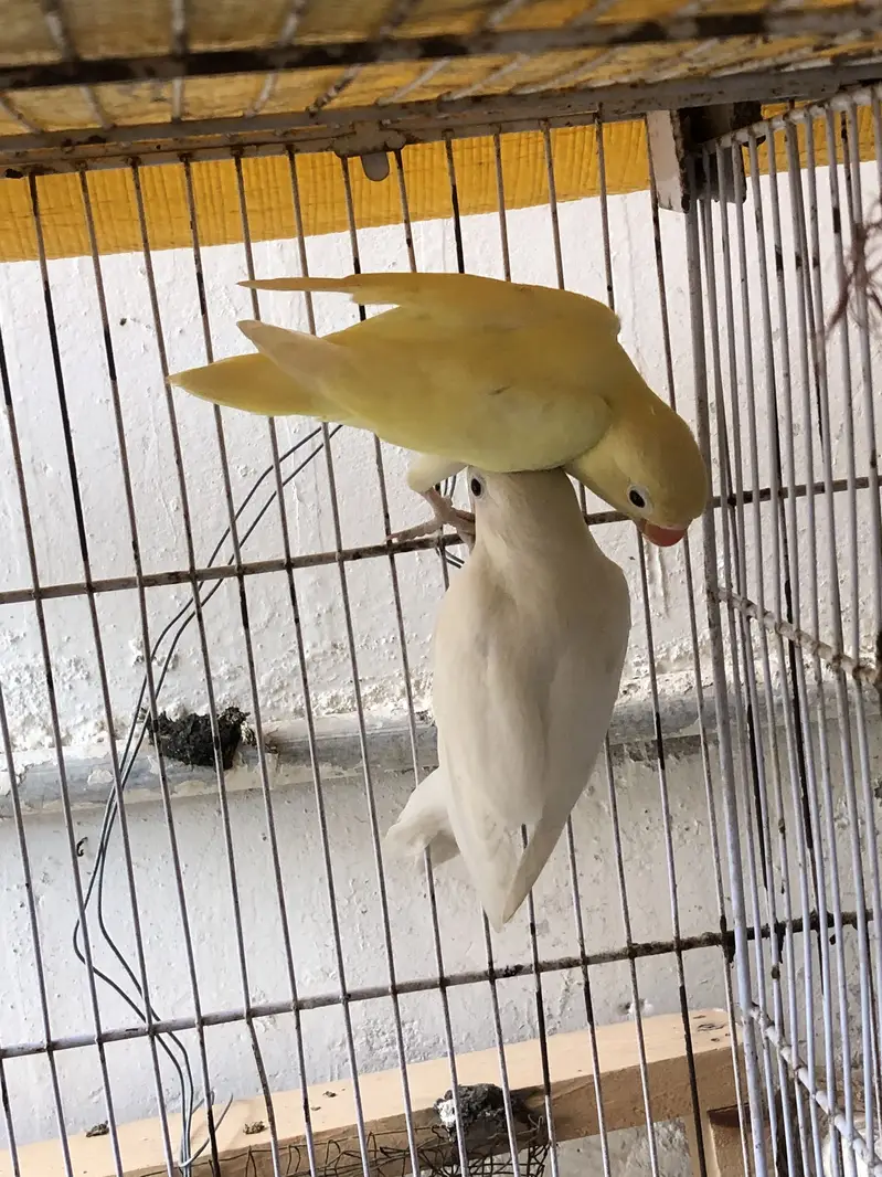 Albino black eyes to decino pair — photo 5