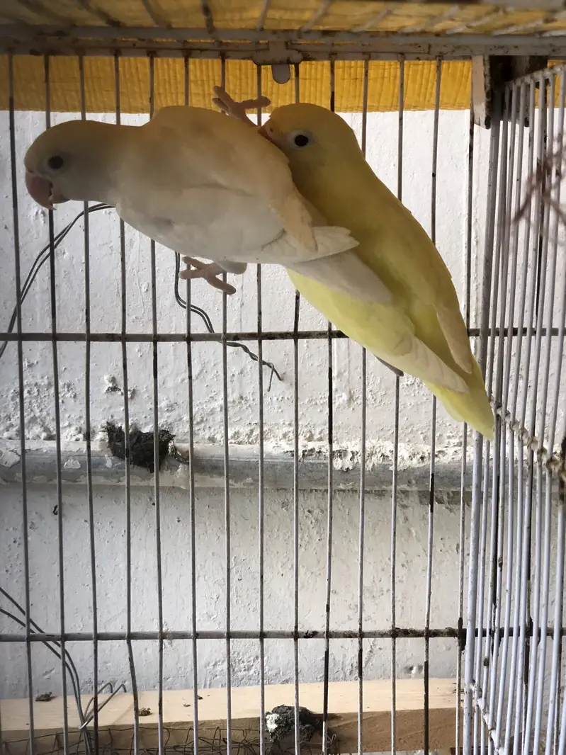 Albino black eyes to decino pair — photo 7