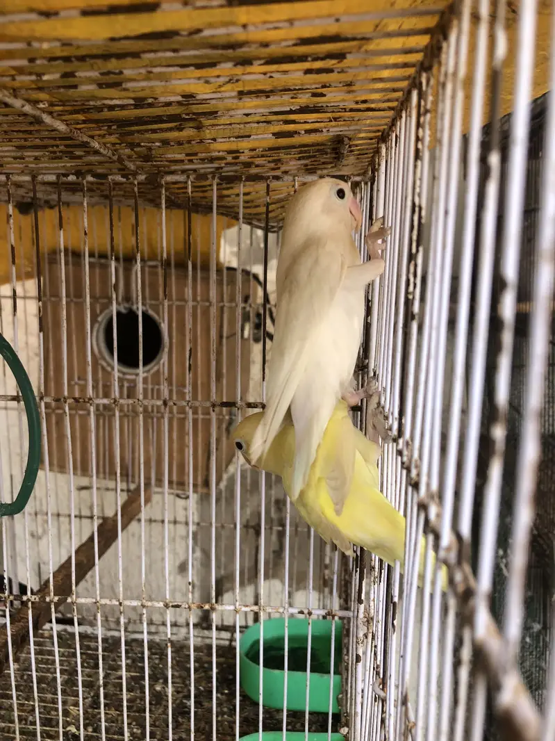 Albino black eyes to decino pair — photo 8