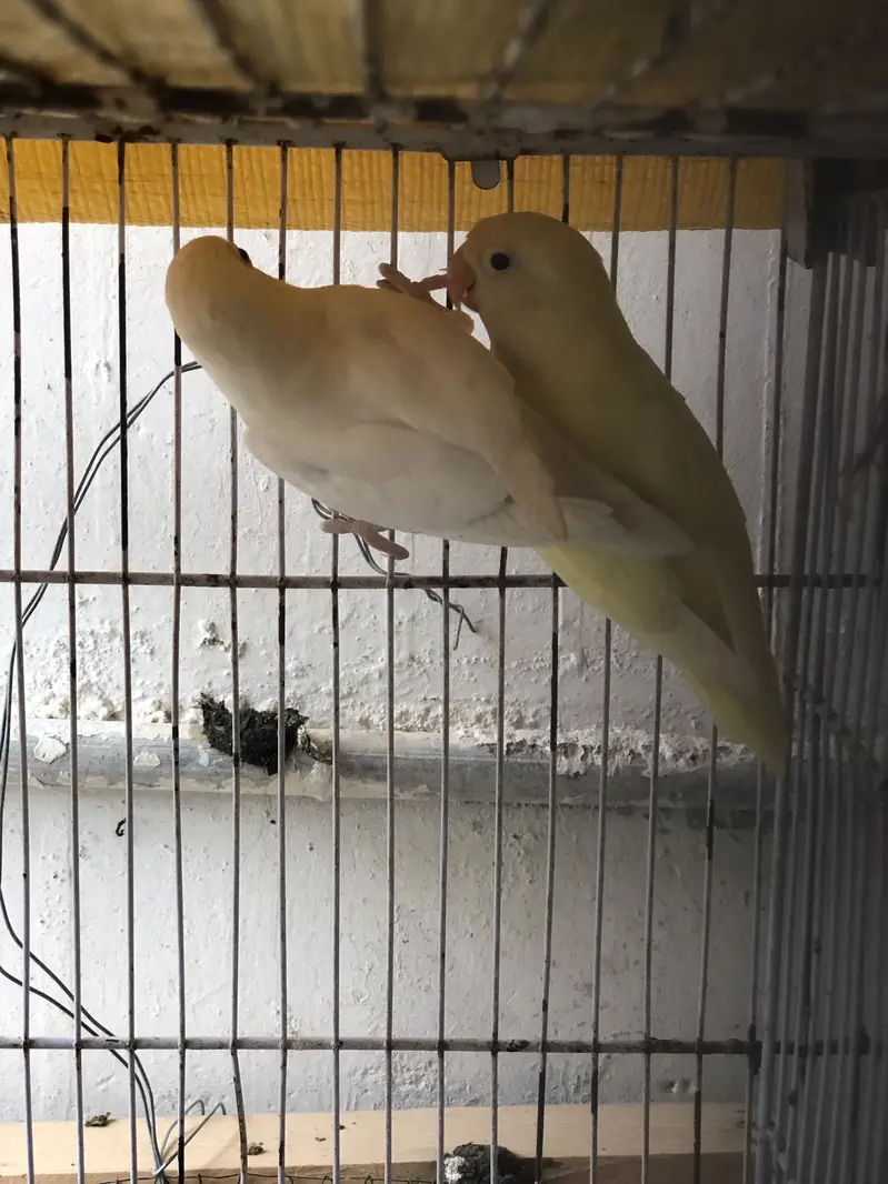 Albino black eyes to decino pair — photo 9