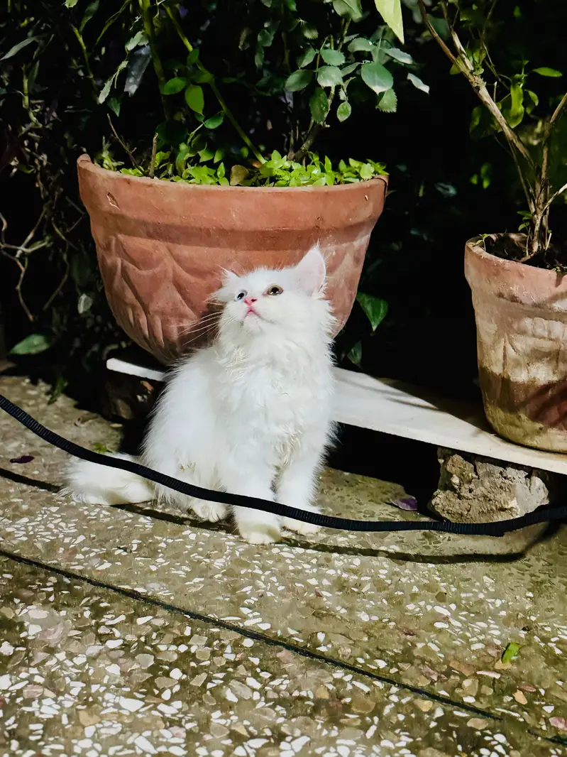 >> Persian kitten for Sale Age—  3 Months / Female — photo 3