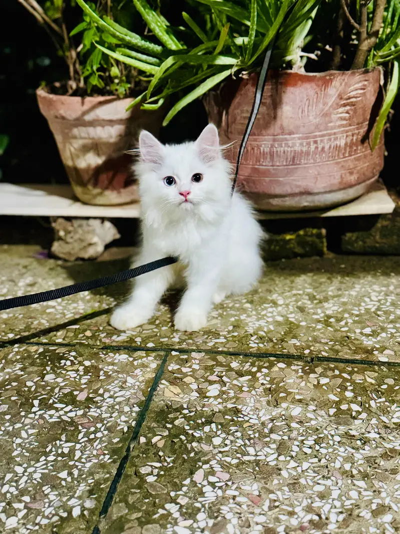 >> Persian kitten for Sale Age—  3 Months / Female — photo 4