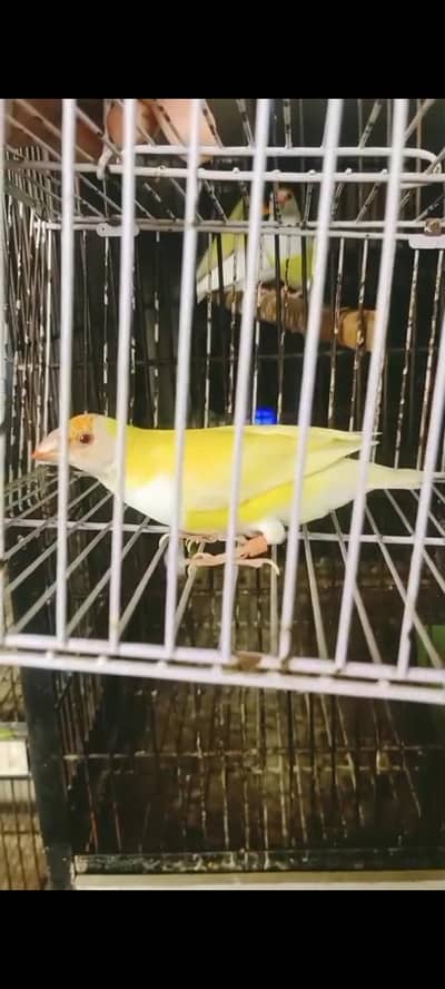 latino red eye breedar female
