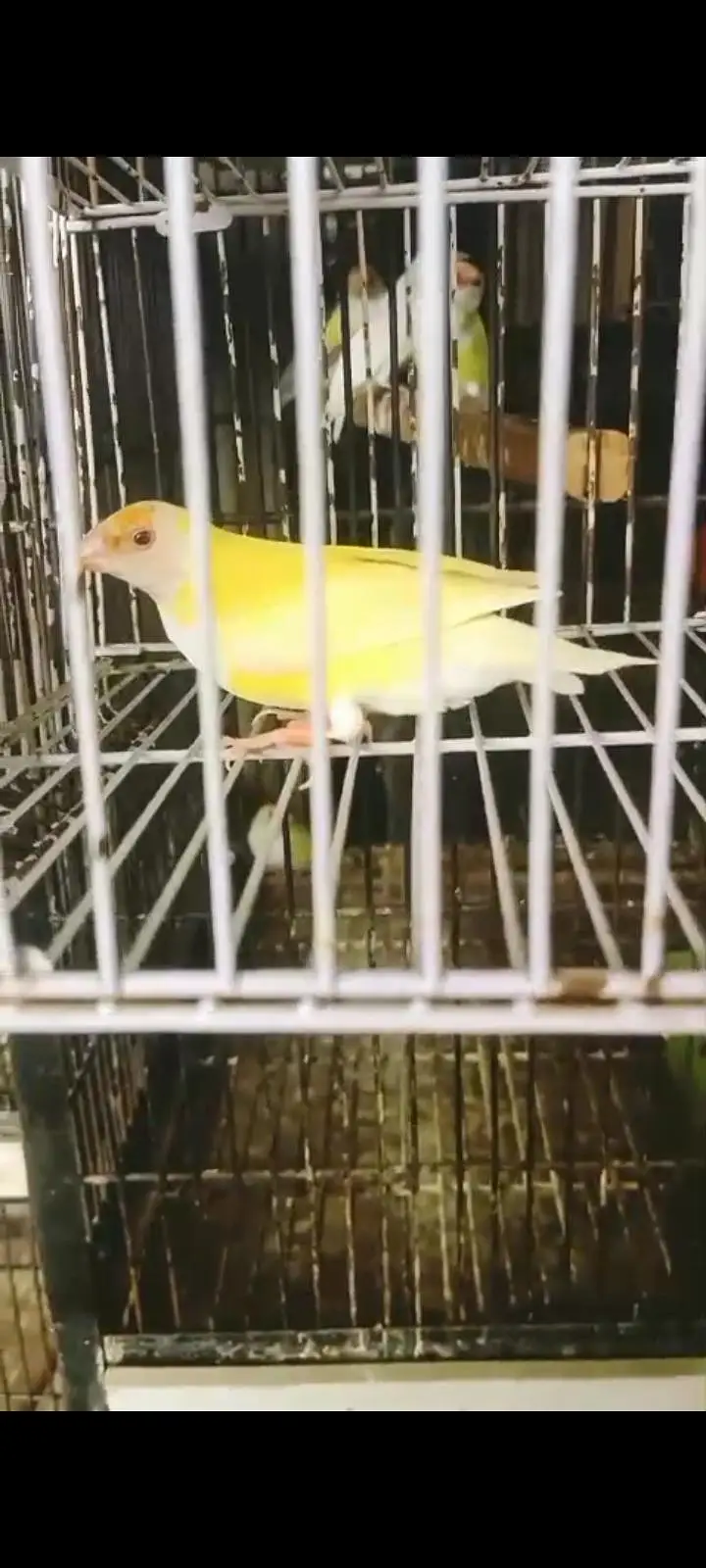 latino red eye breedar female — photo 2