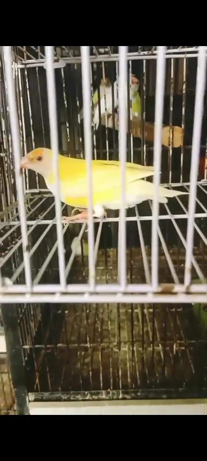 latino red eye breedar female — photo 3