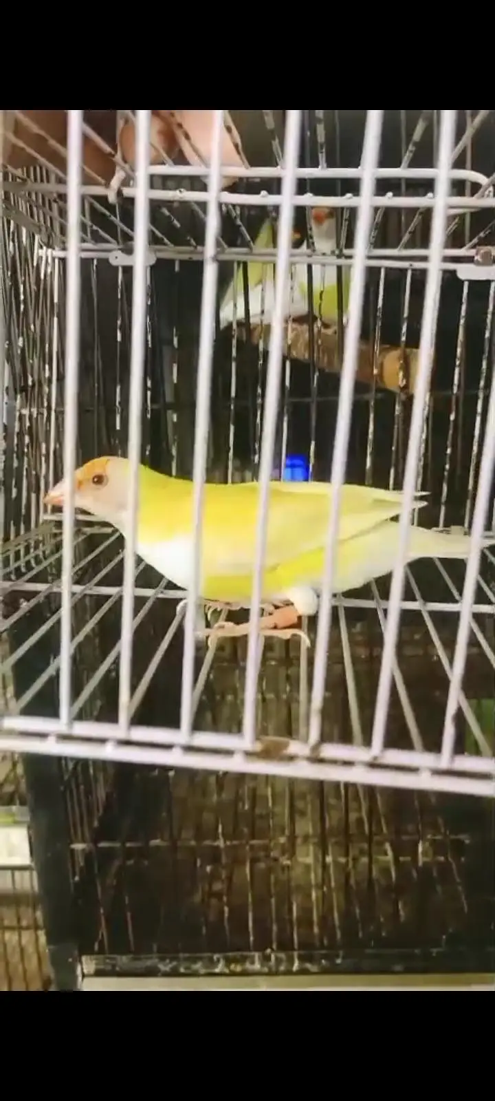 latino red eye breedar female — photo 4