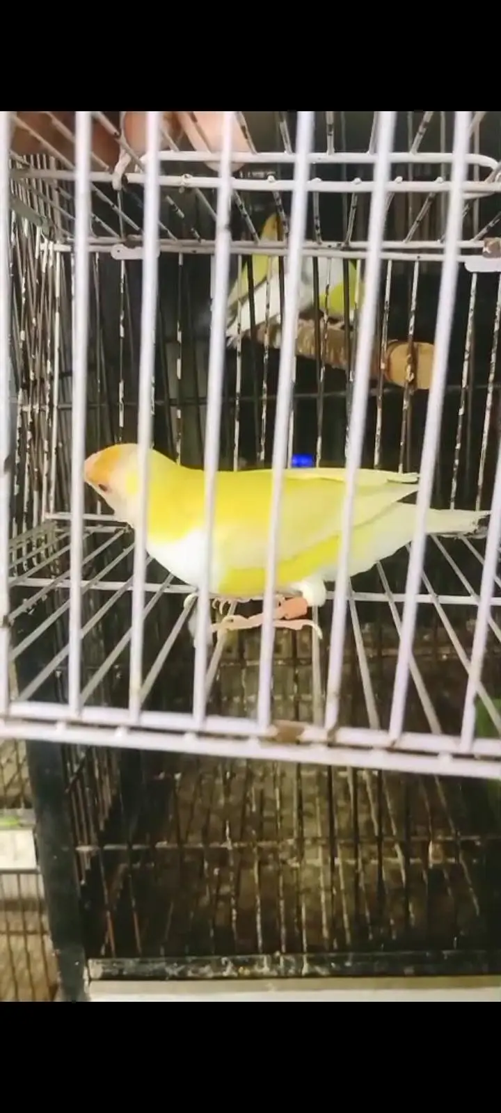 latino red eye breedar female — photo 5