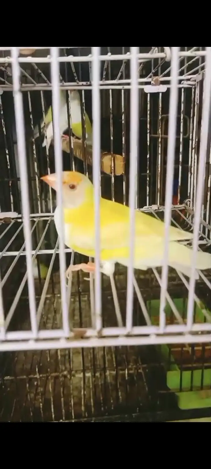 latino red eye breedar female — photo 6
