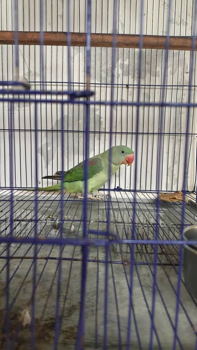 Raw parrot male tame