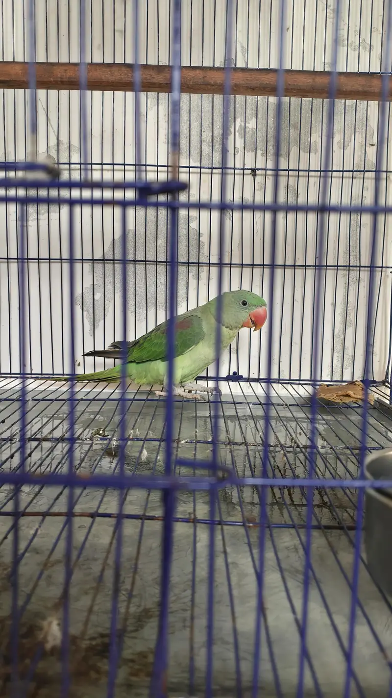 Raw parrot male tame