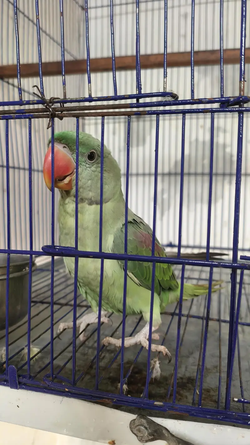Raw parrot male tame — photo 2