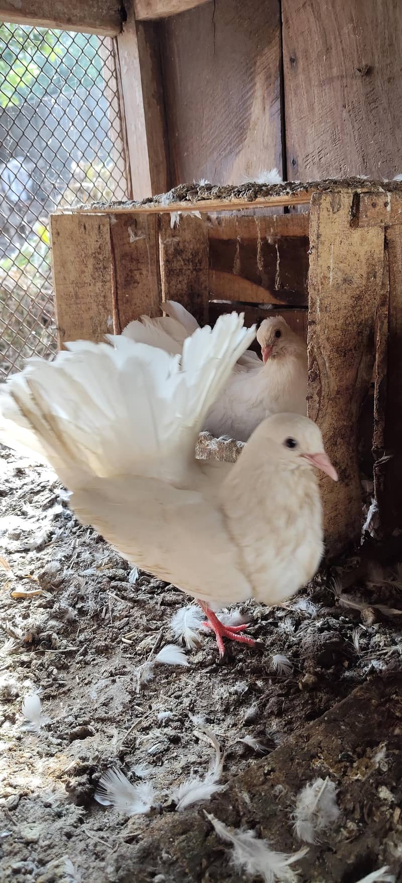 Fancy pegions 3