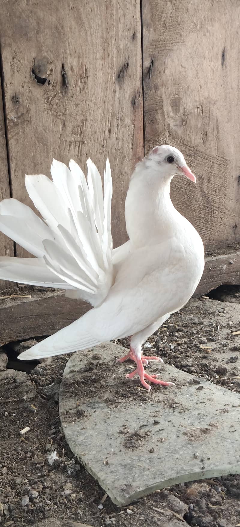 Fancy pegions 9
