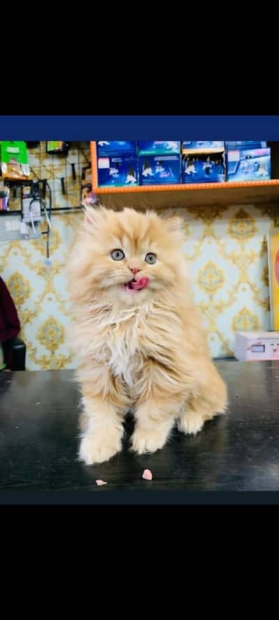 cash on delivery available Persian punch face cat kitten