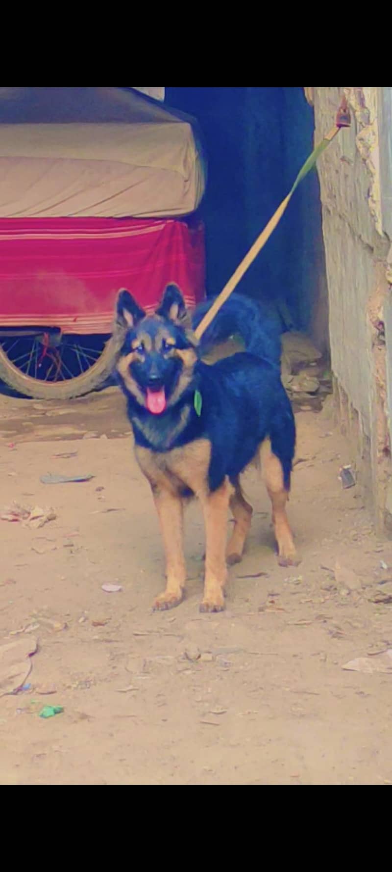 Germanshepherd 0