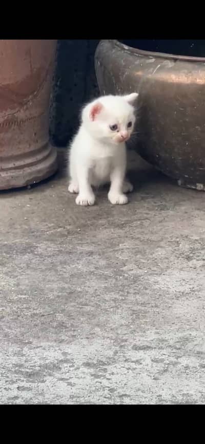 Persian cats
