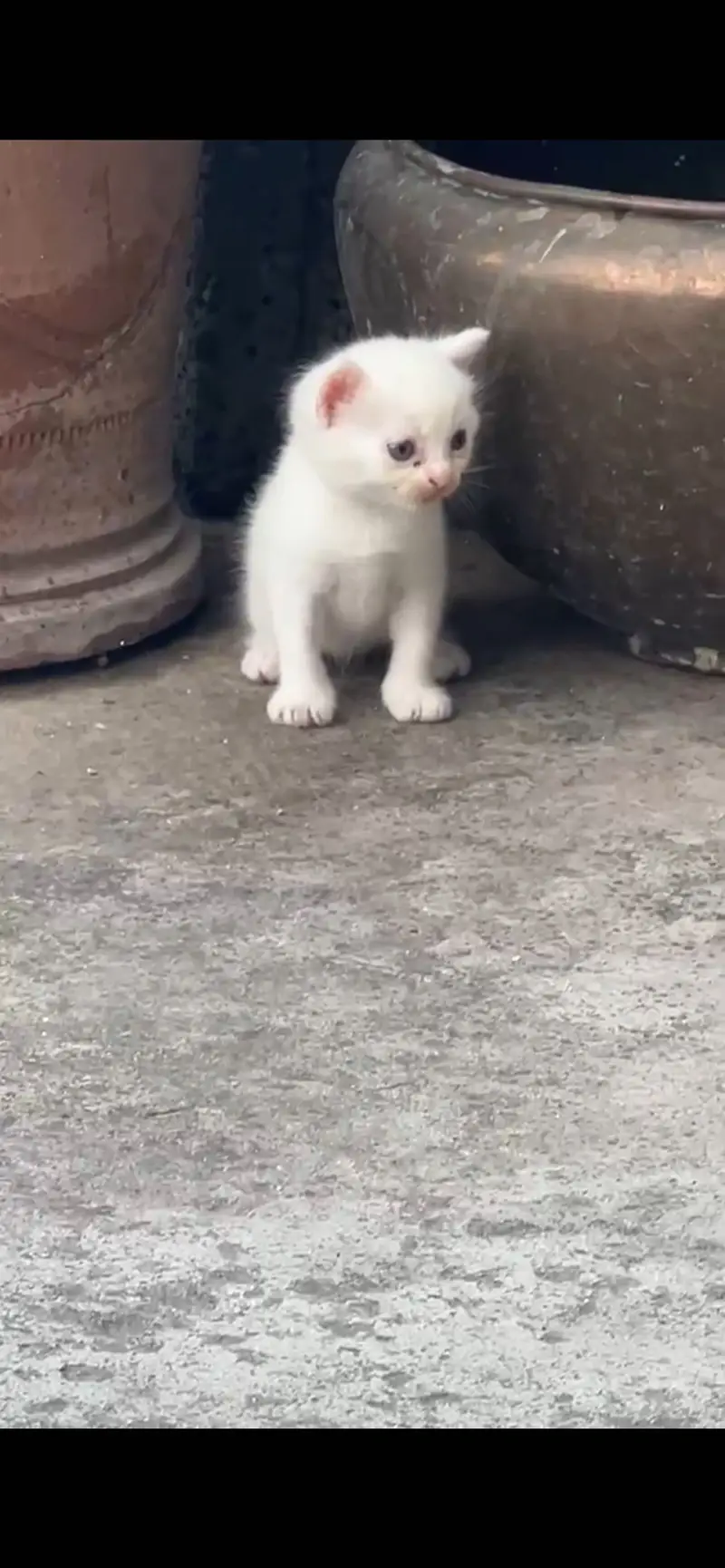 Persian cats