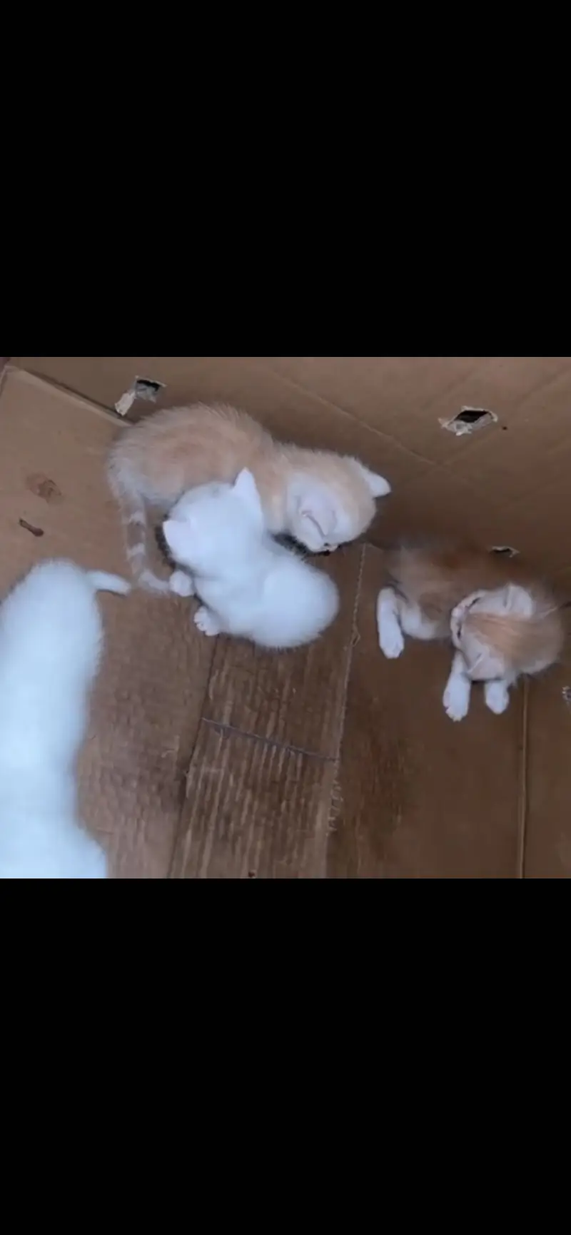 Persian cats — photo 2