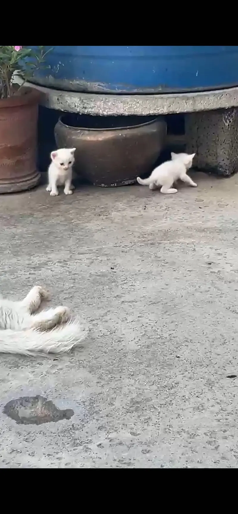 Persian cats — photo 3
