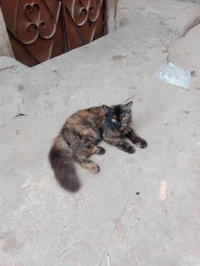 5month female kitten