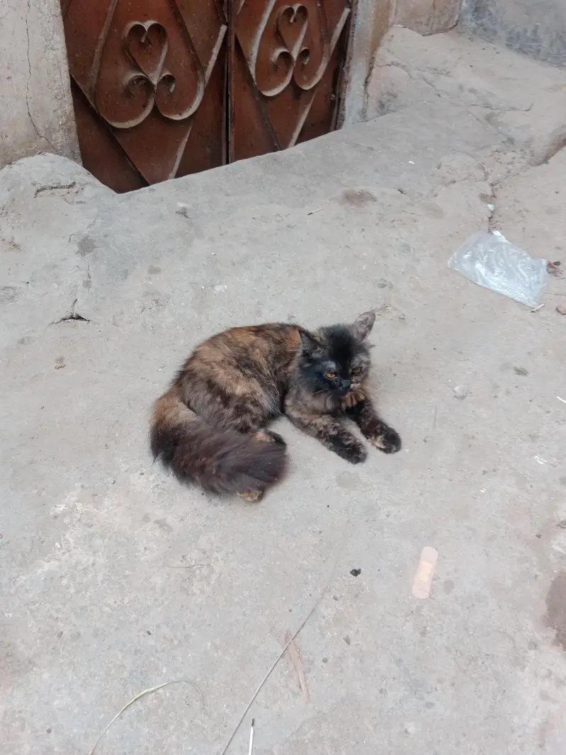 5month female kitten — photo 2