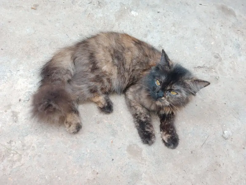 5month female kitten — photo 3