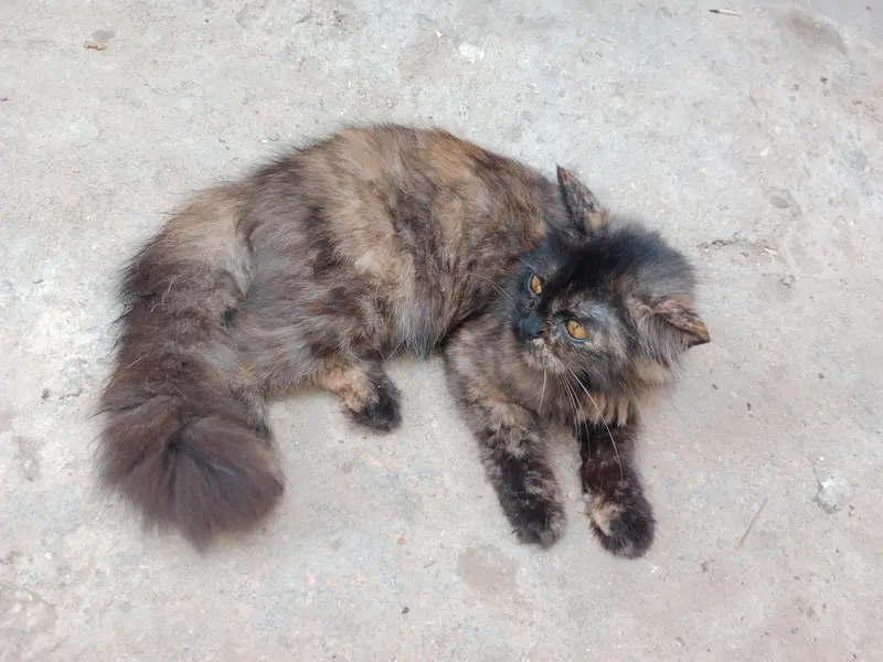 5month female kitten — photo 4
