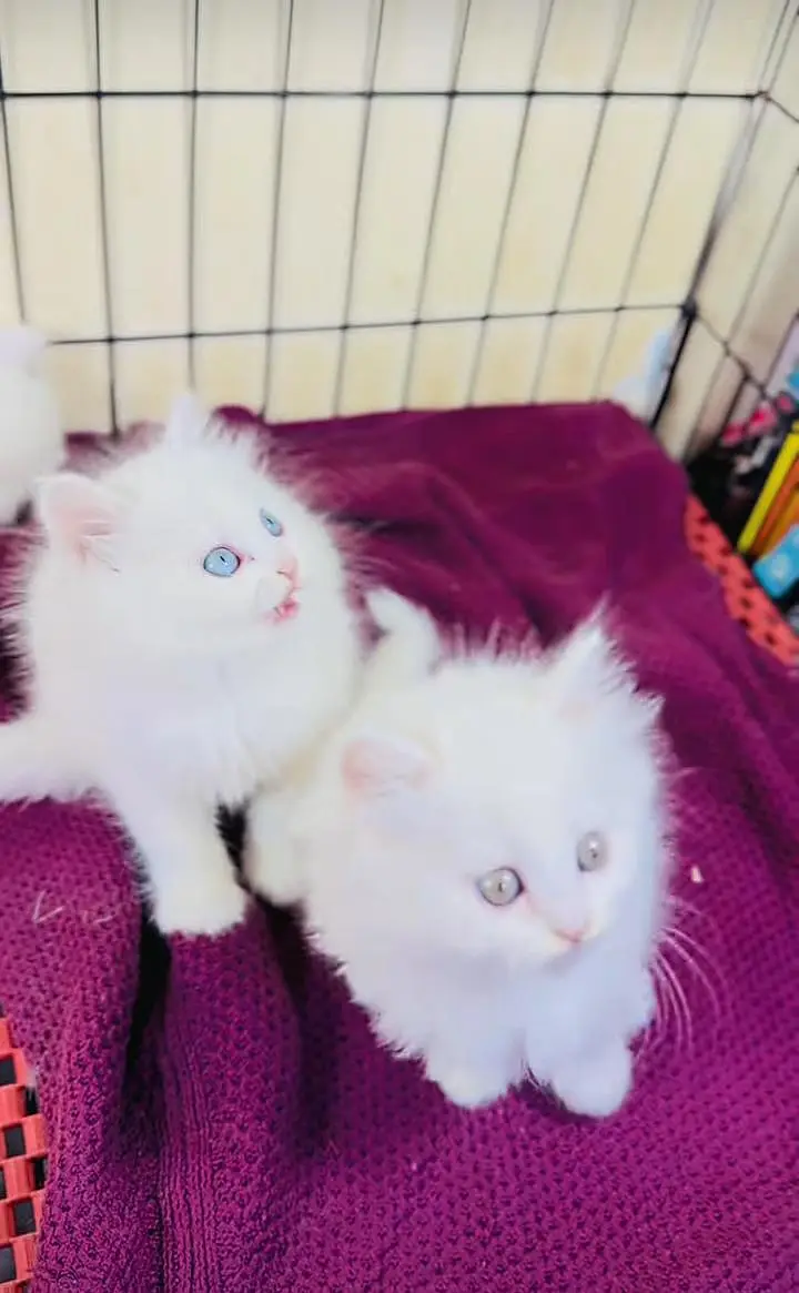 Persian kitten triple cot. for. . sale my WhatsApp03464290927