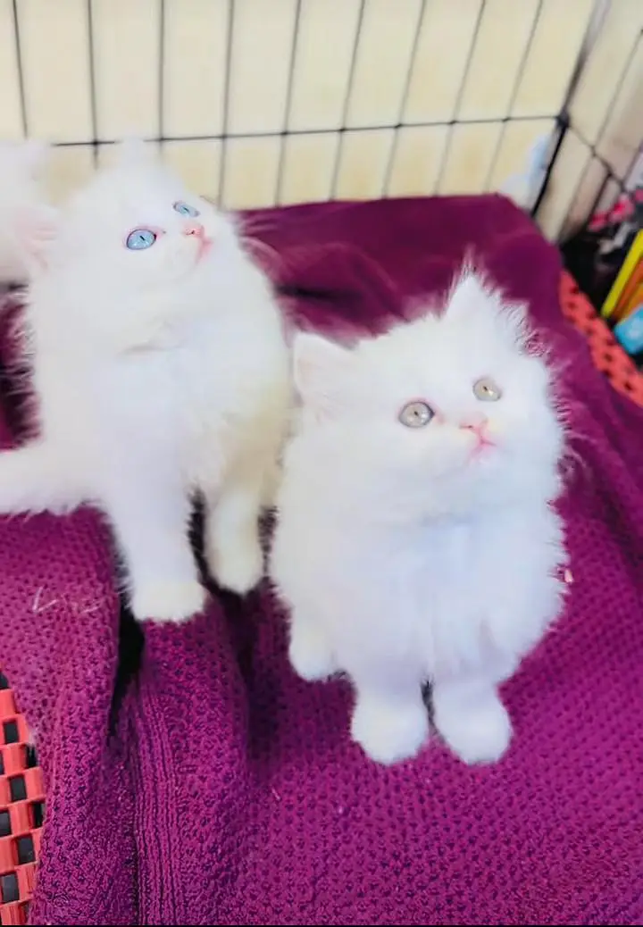 Persian kitten triple cot. for. . sale my WhatsApp03464290927 — photo 2