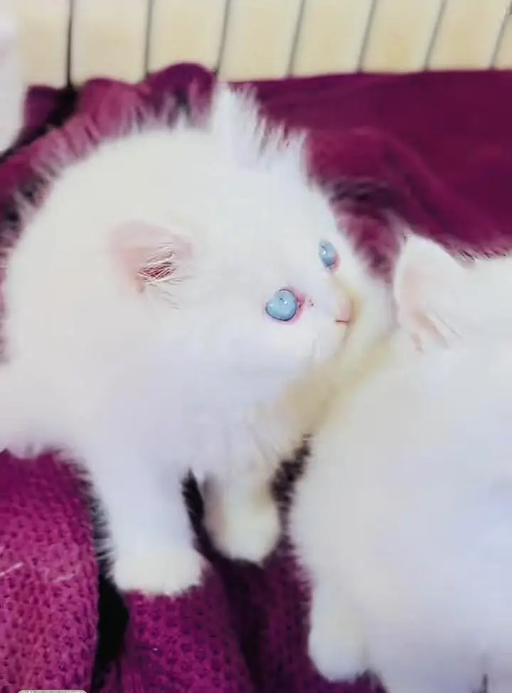 Persian kitten triple cot. for. . sale my WhatsApp03464290927 — photo 3
