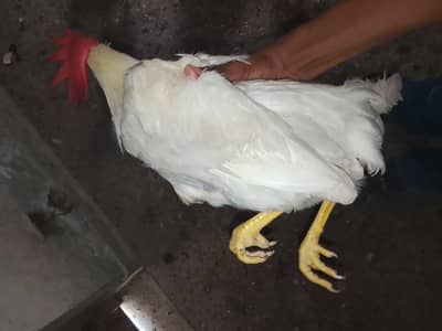 selling chickens read description for rate