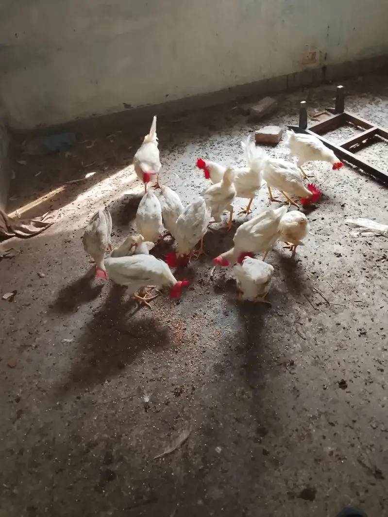 selling chickens read description for rate — photo 3