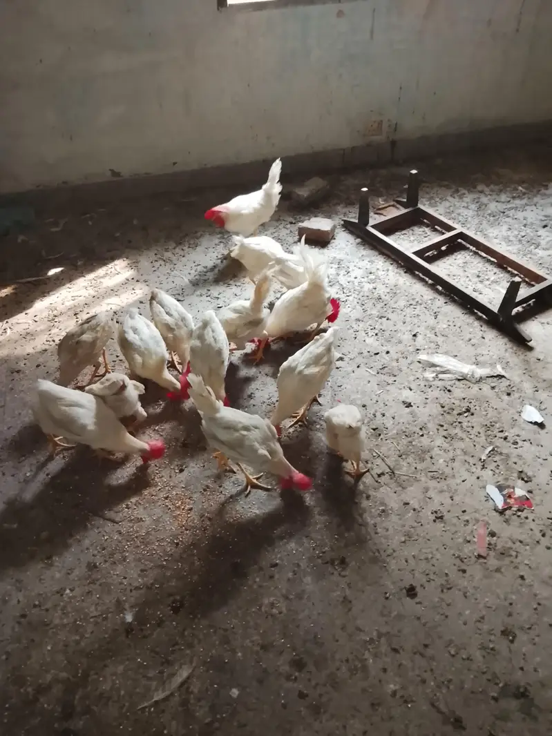 selling chickens read description for rate — photo 4