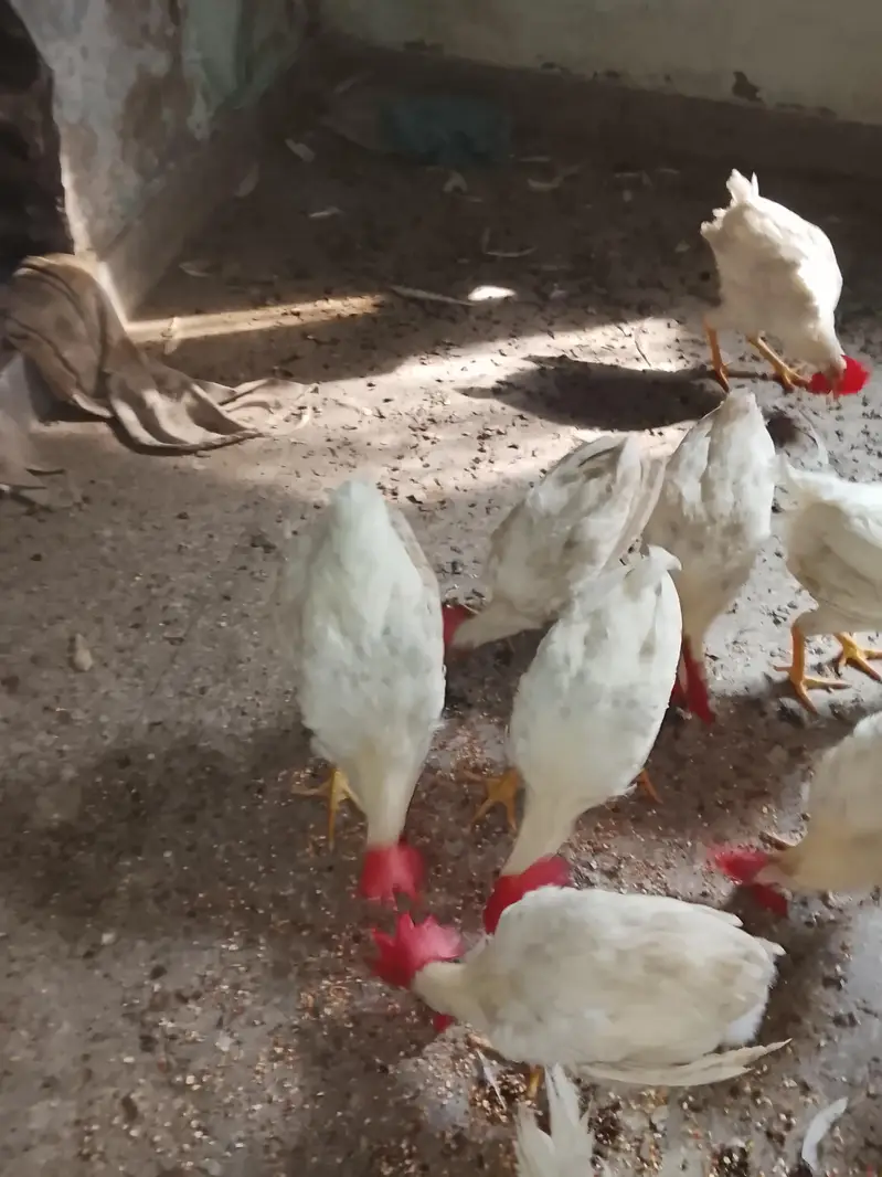 selling chickens read description for rate — photo 5