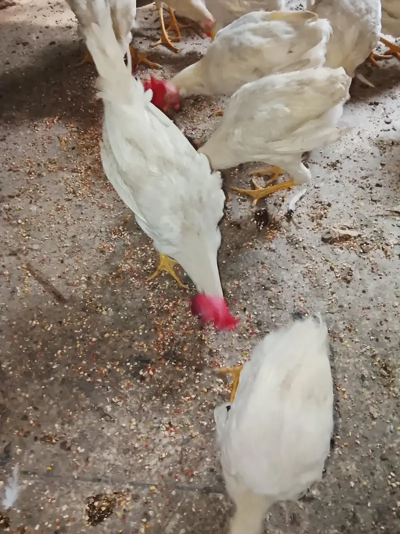 selling chickens read description for rate — photo 6