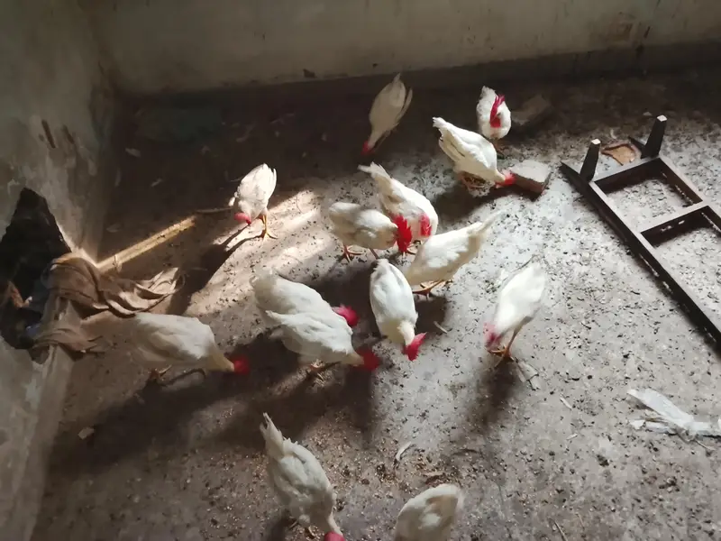 selling chickens read description for rate — photo 7