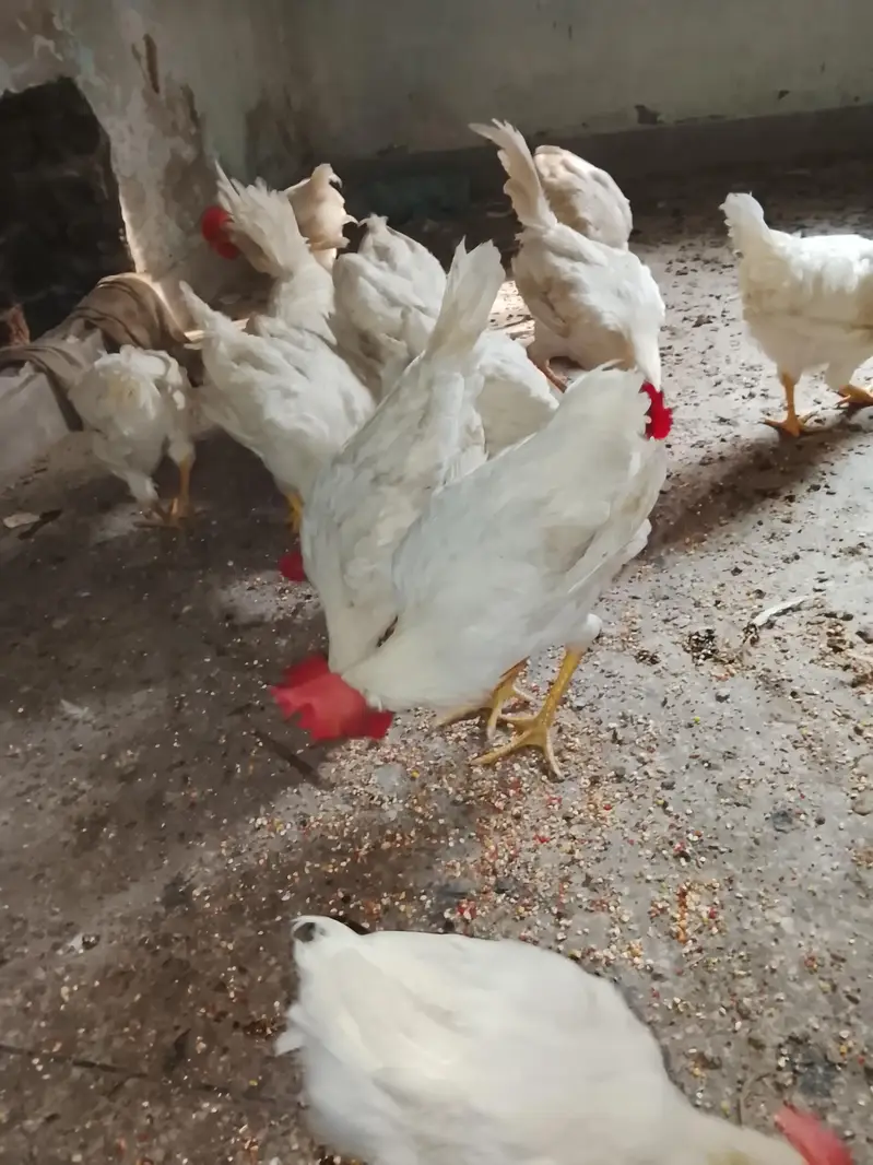 selling chickens read description for rate — photo 8
