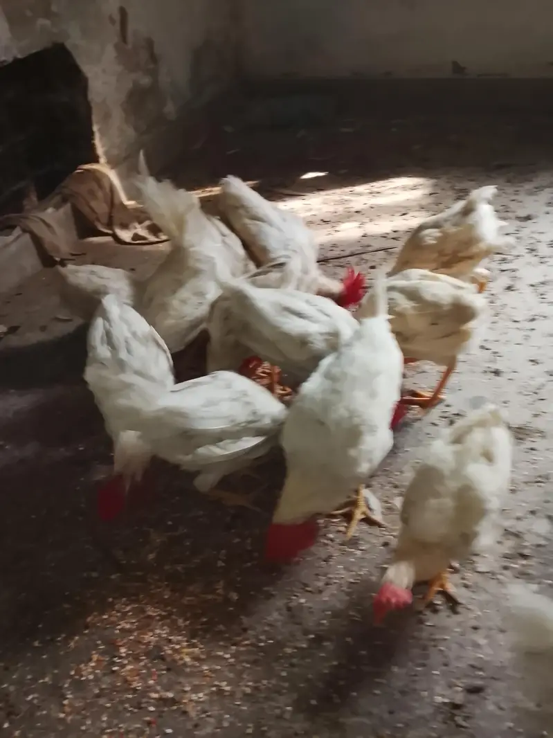 selling chickens read description for rate — photo 9