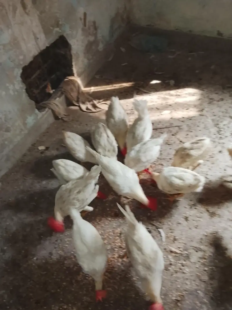 selling chickens read description for rate — photo 10