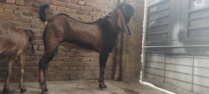 Breadr bakra
