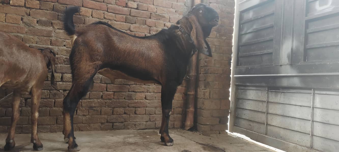 Breadr bakra 0