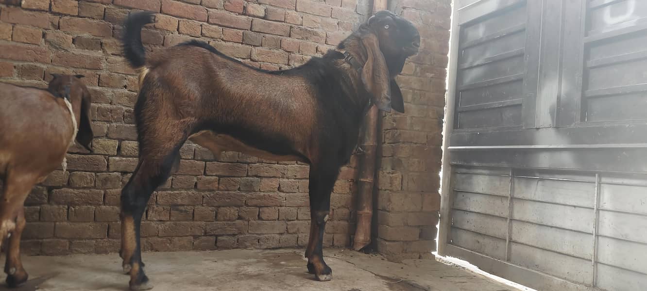 Breadr bakra 1