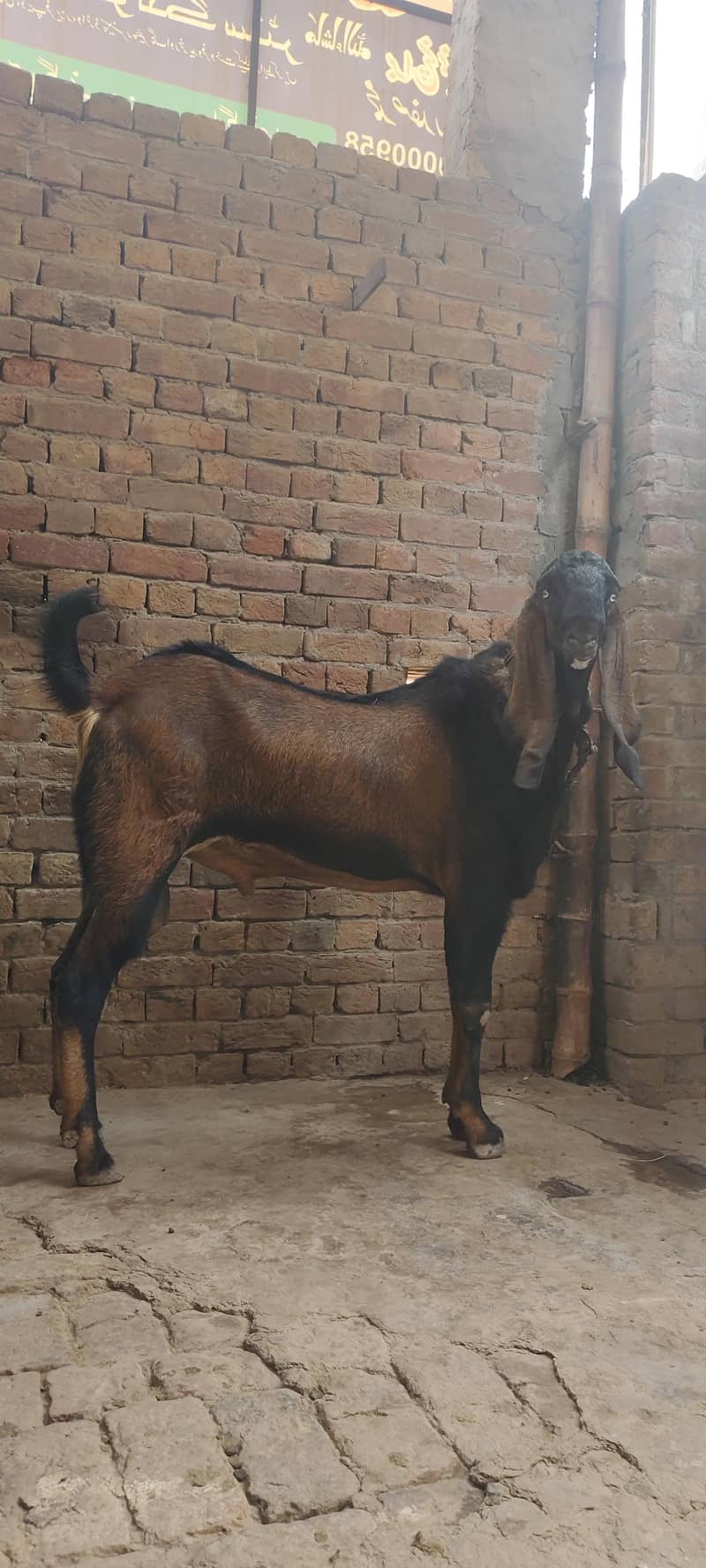 Breadr bakra 2