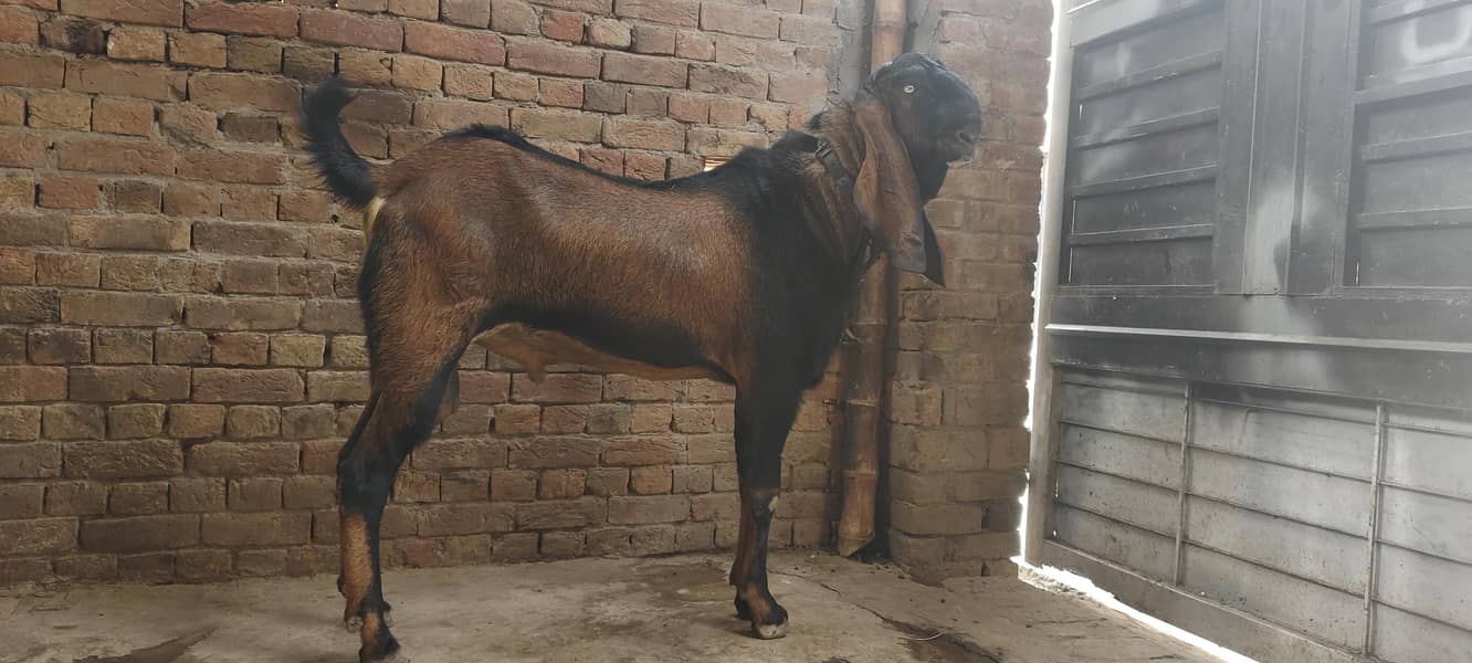 Breadr bakra 3