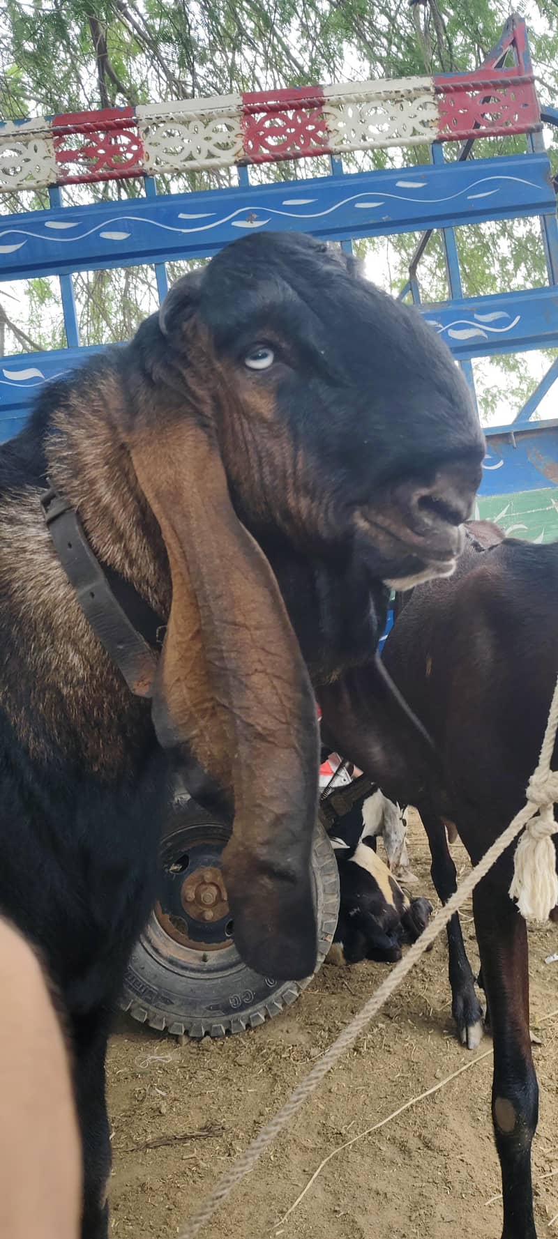 Breadr bakra 4