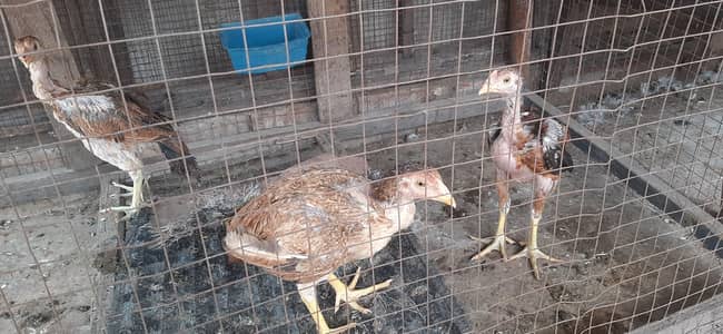 Burmi and Thai chicks