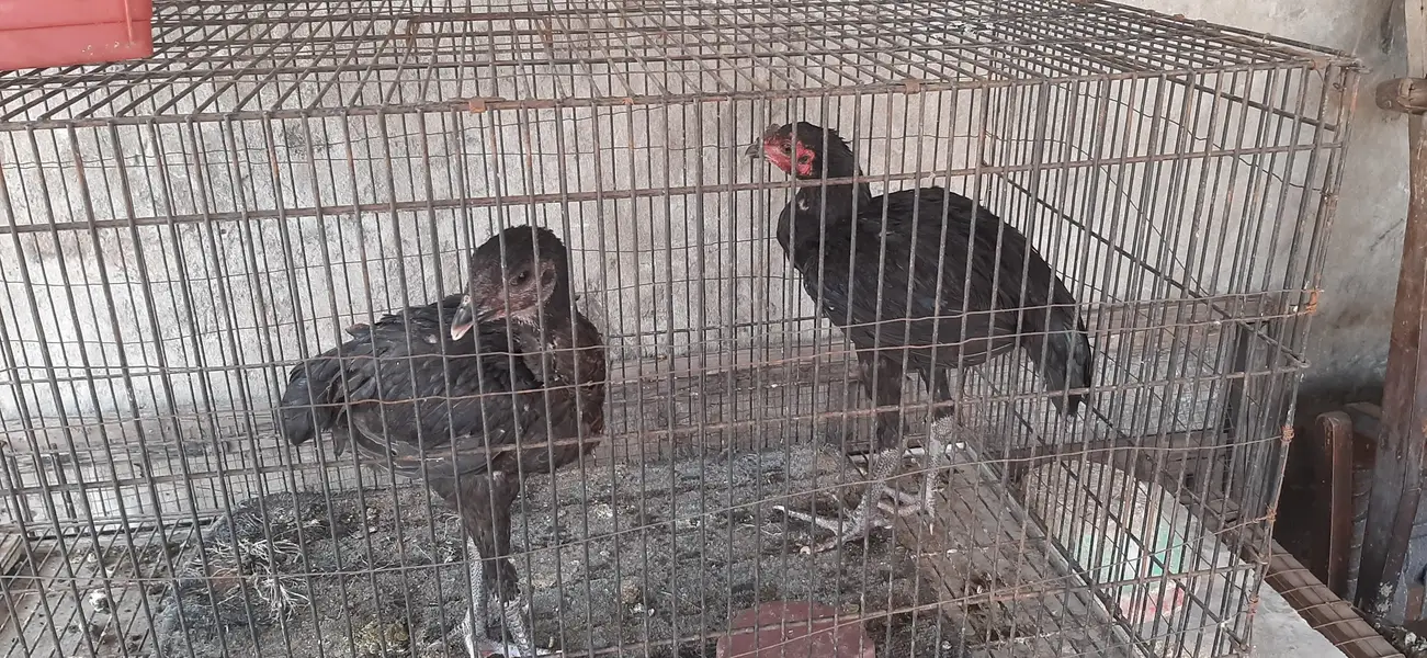 Burmi and Thai chicks — photo 2