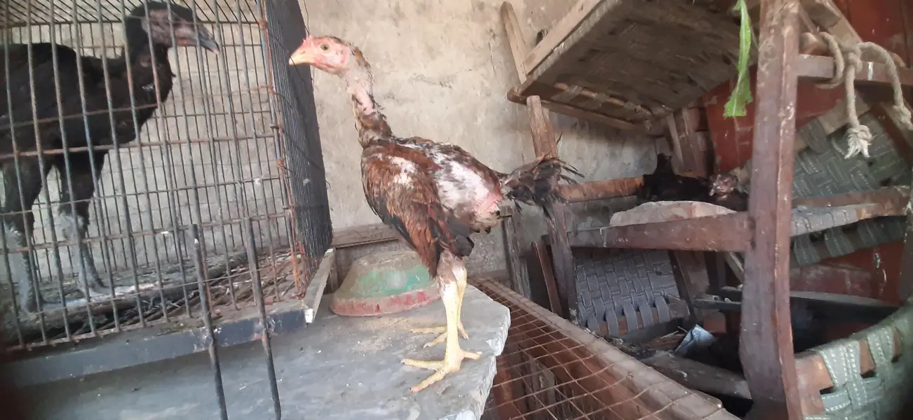 Burmi and Thai chicks — photo 3