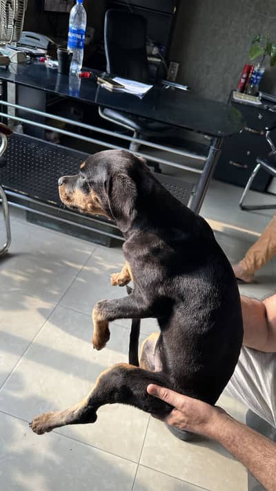 Female Rottweiler imported bloodline